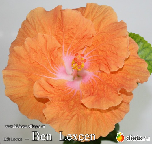 014 - Ben Lexcen, : My Gibiskus Gallery - 2O13