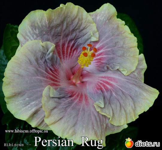015 - Persian Rug, : My Gibiskus Gallery - 2O13