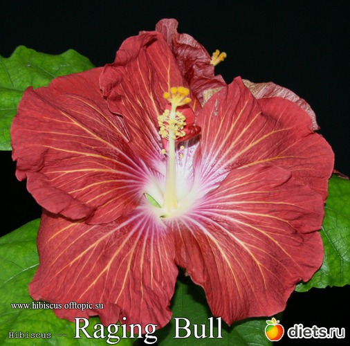 016 - Raging Bull, : My Gibiskus Gallery - 2O13