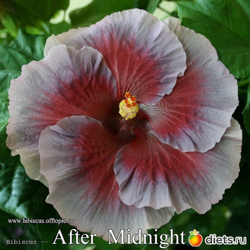 017 - After Midnjght, : My Gibiskus Gallery - 2O13