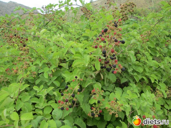 ����� ������!, ������: ������� �������