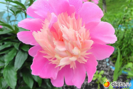 66 ����: ����� � ����-�������� ����!