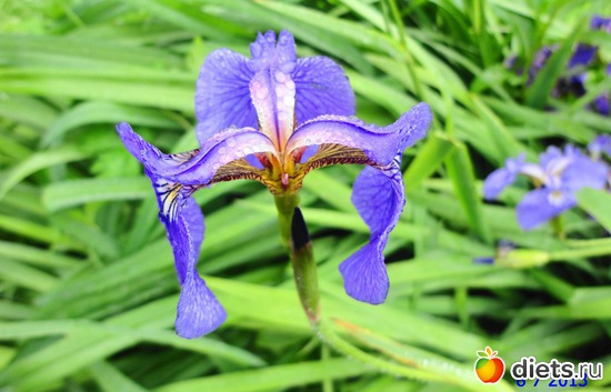 71 ����: ����� � ����-�������� ����!