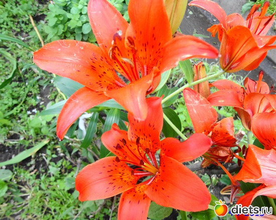 74 ����: ����� � ����-�������� ����!