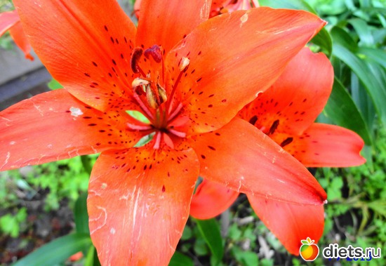 76 ����: ����� � ����-�������� ����!