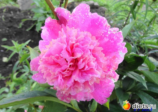 77 ����: ����� � ����-�������� ����!