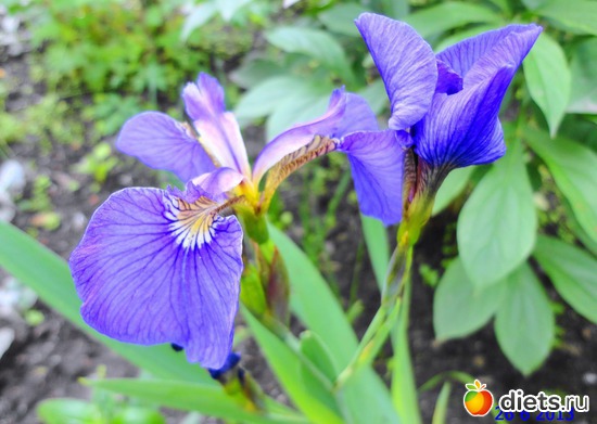 61 ����: ����� � ����-�������� ����!