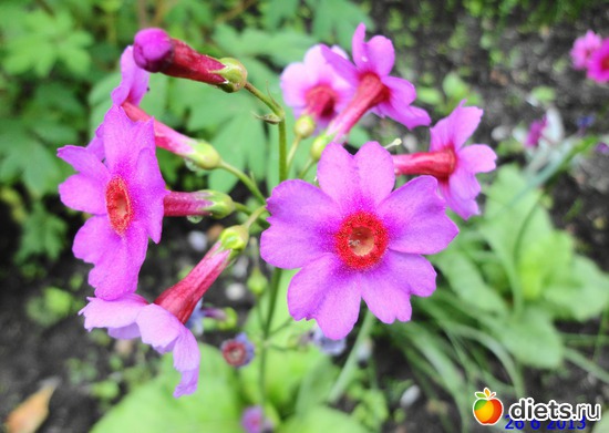 62 ����: ����� � ����-�������� ����!