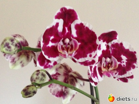 1 ����: ��� �������!!