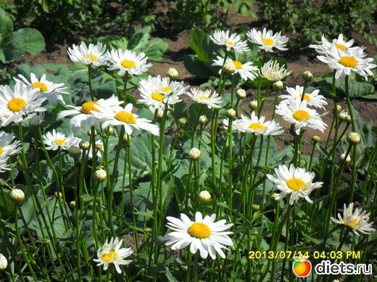 �������, ������: ��� ����