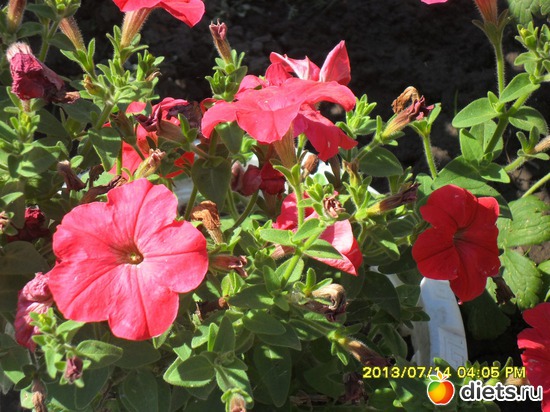 �������, ������: ��� ����