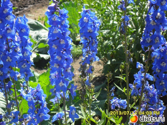 � ��� �� ����, �������, ������: ��� ����