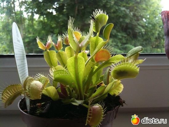 �������� ���������!!!, ������: ��� �������!!