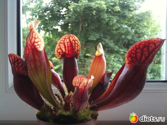 ����������!!!, ������: ��� �������!!