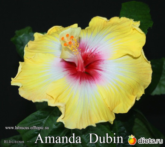 018 - Amanda Dubin, : My Gibiskus Gallery - 2O13