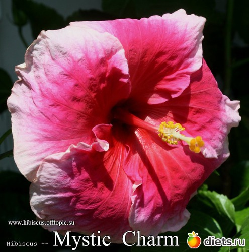 019 - Mystic Charm, : My Gibiskus Gallery - 2O13