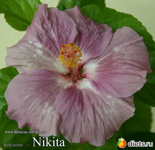 020 - Nikita, : My Gibiskus Gallery - 2O13