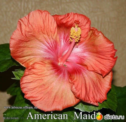 021 - American Maid, : My Gibiskus Gallery - 2O13