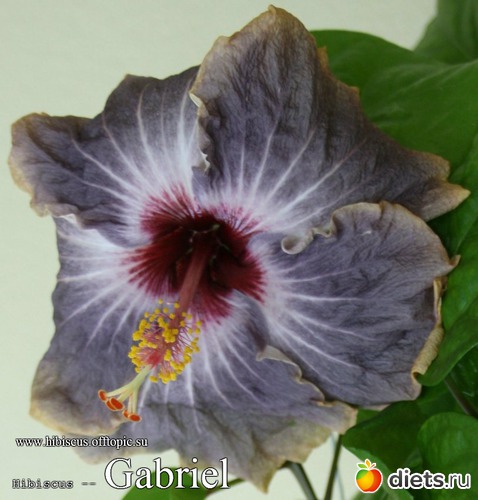 022 - Gabriel, : My Gibiskus Gallery - 2O13