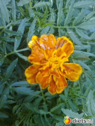 Бархатцы, альбом: Цветы в огороде