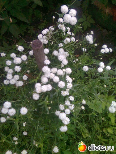 Незнаю как называються, альбом: Цветы в огороде