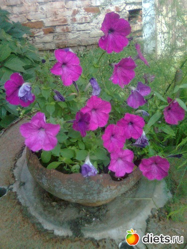 Петуния, альбом: Цветы в огороде