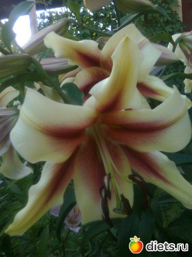 Лилия очень ароматная., альбом: Цветы в огороде