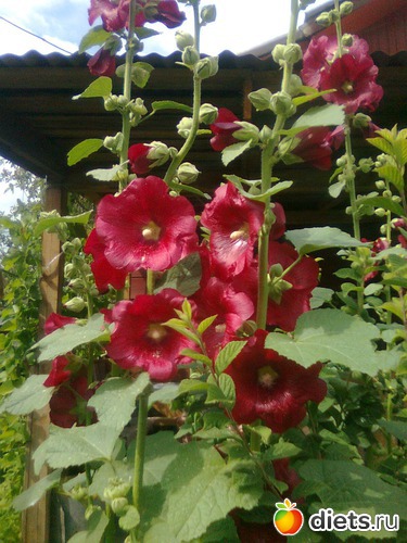 Мальва, альбом: Цветы в огороде