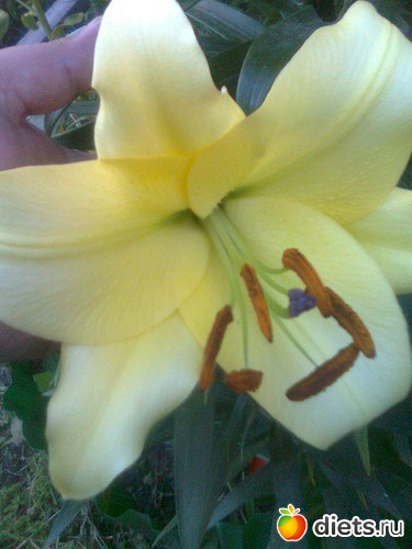 Лилия . Очень приятный аромат от неё, альбом: Цветы в огороде