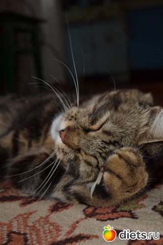 7 ����: �������)))