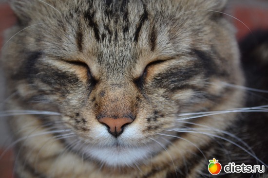 �������, ������: �������)))