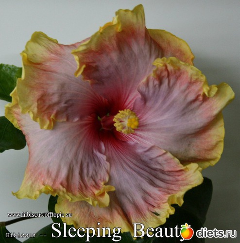 023 - Sleeping Beauty, : My Gibiskus Gallery - 2O13