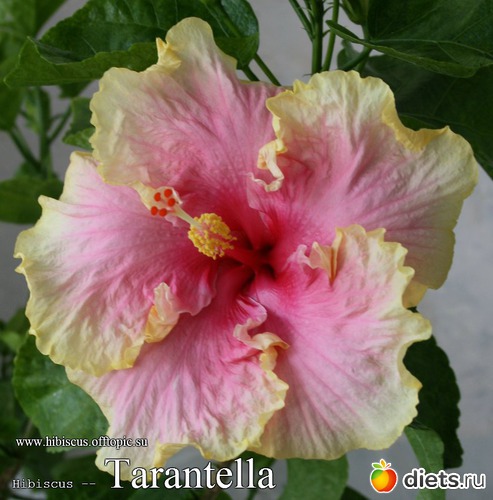 024 - Tarantella, : My Gibiskus Gallery - 2O13