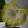025 - Lemon Chiffon