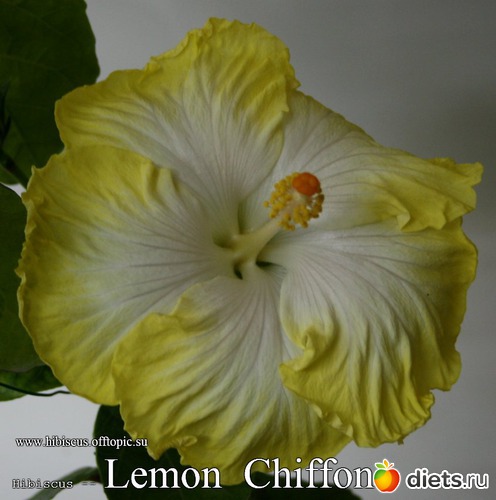 025 - Lemon Chiffon, : My Gibiskus Gallery - 2O13