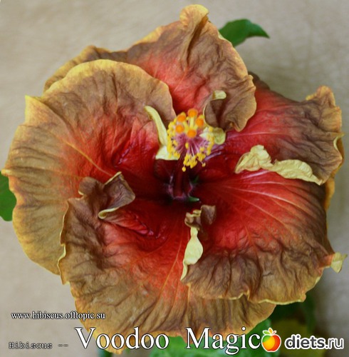 026 - Voodoo Magic, : My Gibiskus Gallery - 2O13