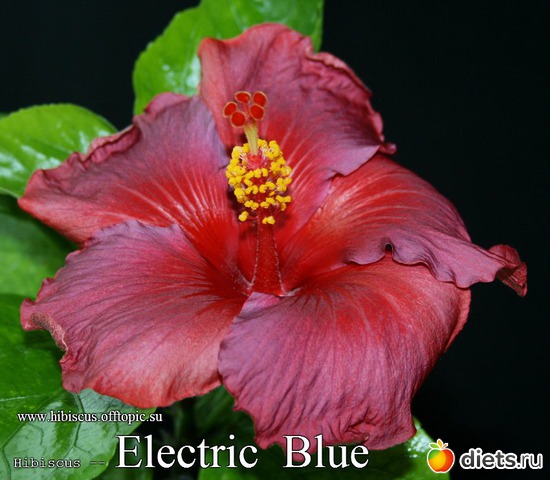 027 - Electric Blue, : My Gibiskus Gallery - 2O13