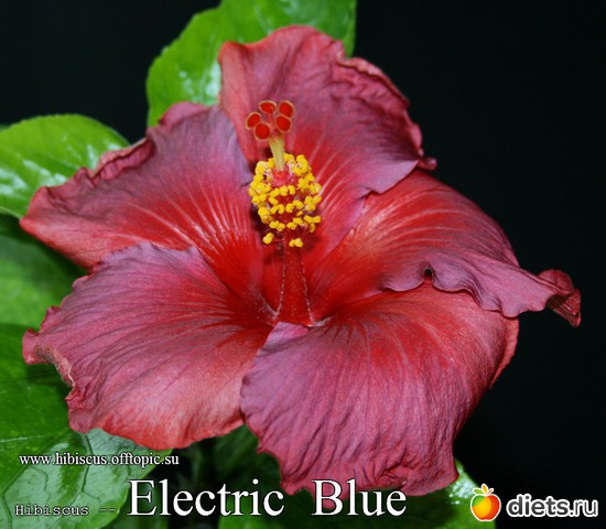 027 - Electric Blue, альбом: My Gibiskus Gallery - 2O13