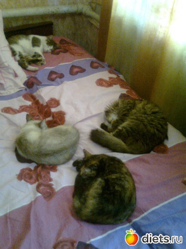 Тихий час, альбом: Мои дети хвостатые и полосатые.