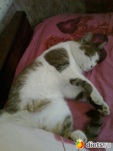 Яша, альбом: Мои дети хвостатые и полосатые.