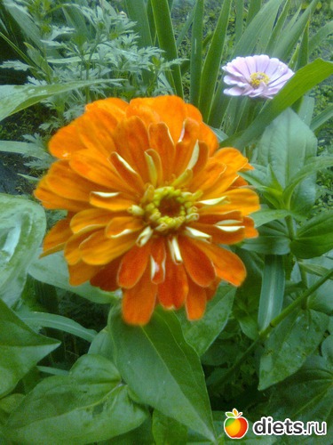 Циния, альбом: Цветы в огороде