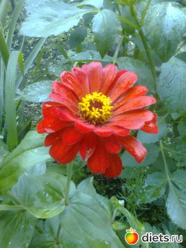 Циния, альбом: Цветы в огороде