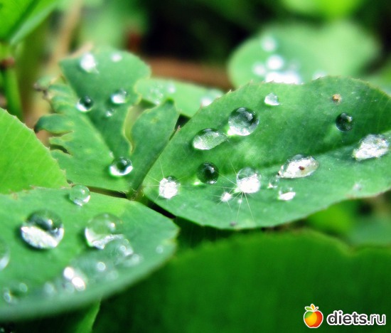 52 ����: ����