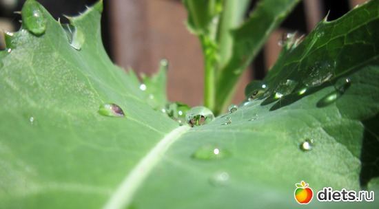 53 ����: ����