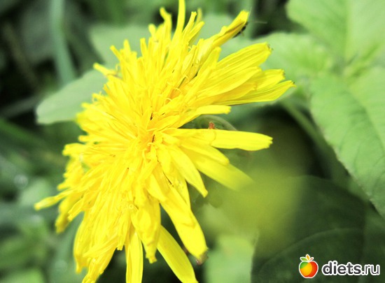 54 ����: ����