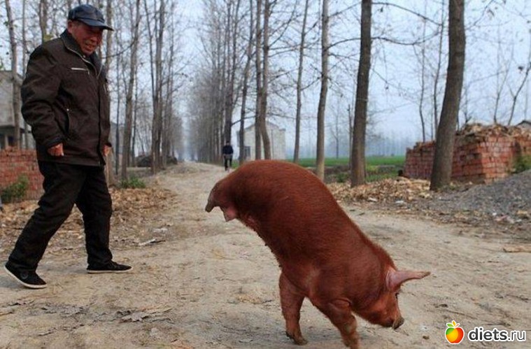 Без рук ,без ног,а бегает-что это?, альбом: Про китайцев