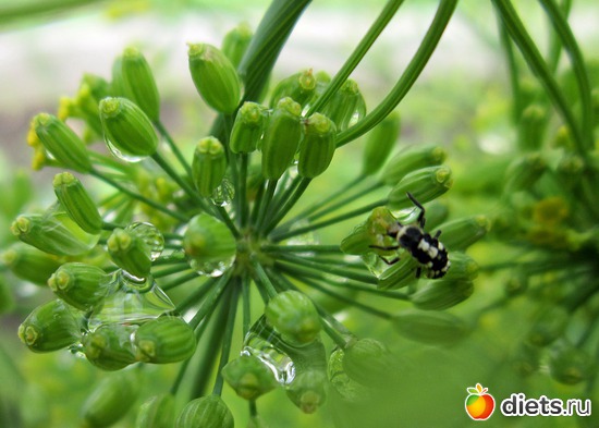 55 ����: ����