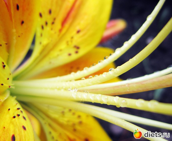 56 ����: ����