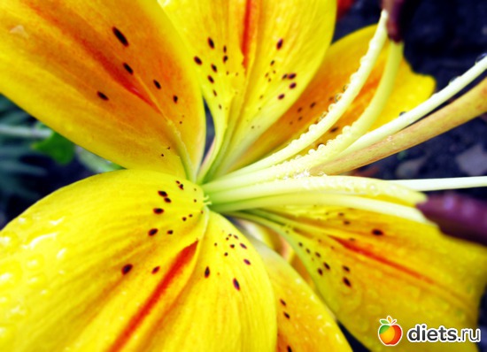 57 ����: ����