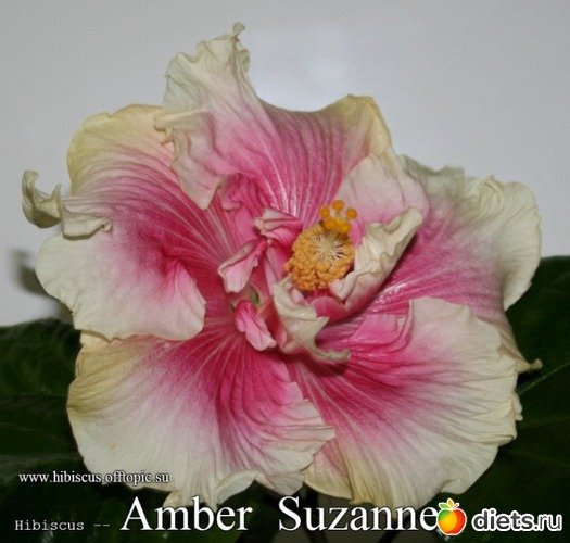 028 - Amber Suzanne, : My Gibiskus Gallery - 2O13